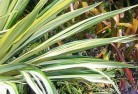 Reedy Swamptropical-landscaping-6.jpg; ?>